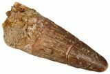 Fossil Spinosaurus Tooth - Real Dinosaur Tooth #360113-1